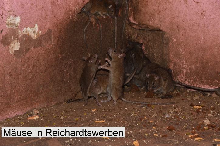 Mäuse in Reichardtswerben